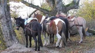 Erfahrene Pferde und Mulis warten und entspannen am Hochseil